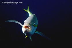 curious yellowteail, Bonaire by T. Singer 